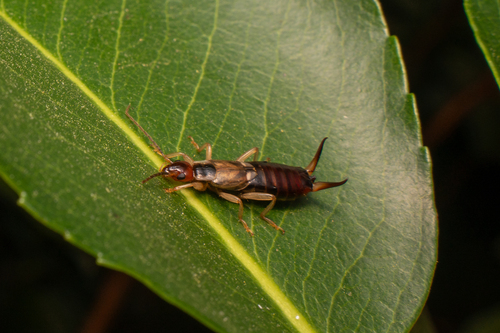 iNaturalist observation photo of Western Earwig