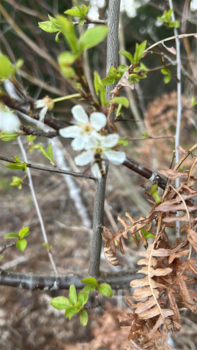 Unknown species found near Washington, US