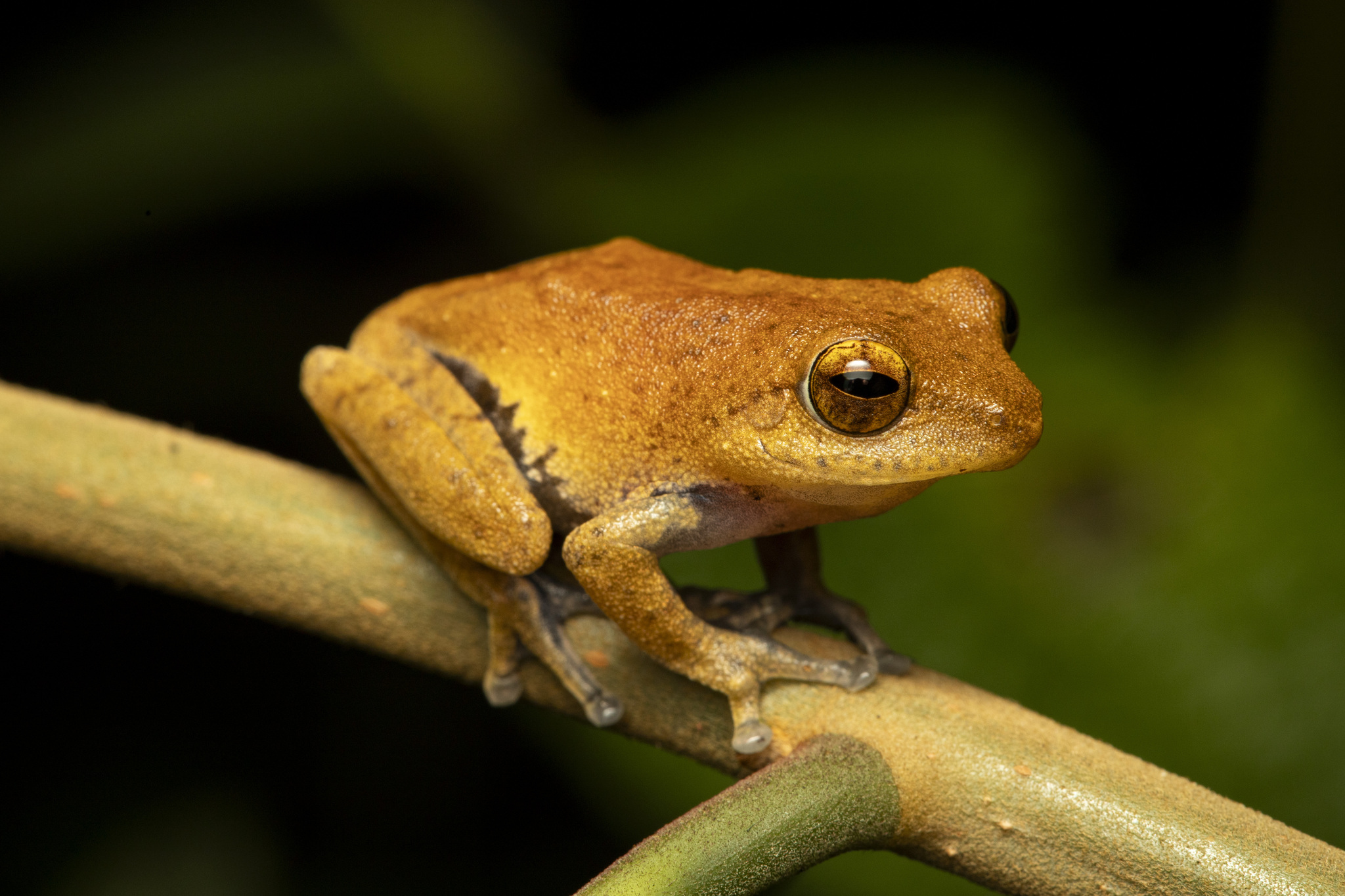 Side-Striped Shrub Frog photo 4