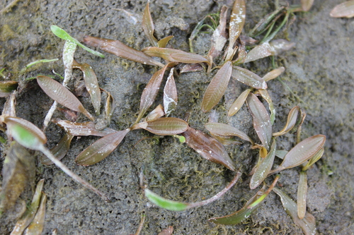 Red Pondweed (Potamogeton cheesemanii)