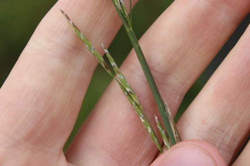 low manna grass (Glyceria declinata)