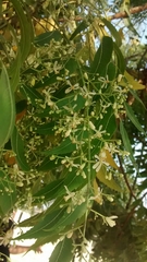 Azadirachta indica