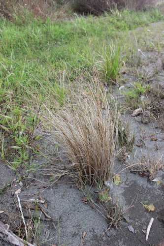 Carex buchananii, photograph 4
