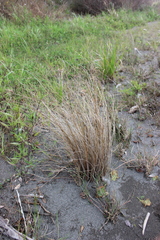Carex buchananii, photograph (c) Joe Dillon, some rights reserved (CC BY)