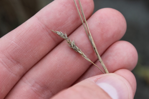 Carex buchananii, photograph 5