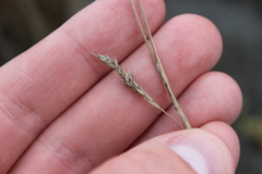 Carex buchananii, photograph (c) Joe Dillon, some rights reserved (CC BY)