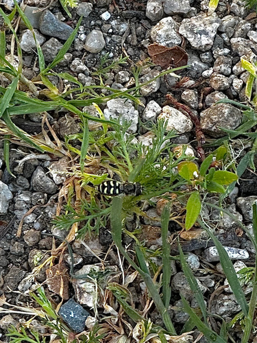 Unknown species found near California, US