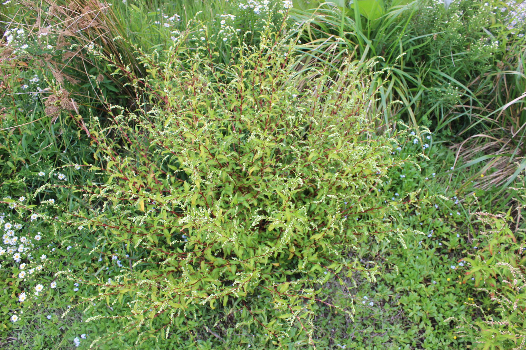 Water Pepper (Persicaria hydropiper)