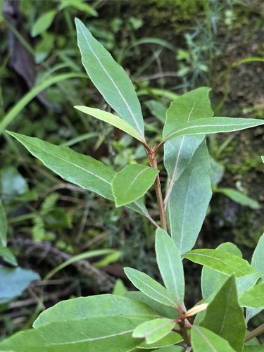 Streamside Tree Daisy (Olearia cheesemanii)