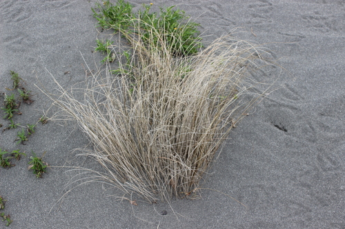 Carex buchananii (Carex buchananii)