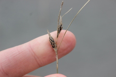 Carex buchananii, photograph (c) Joe Dillon, some rights reserved (CC BY)