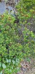 Veronica subfulvida