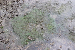 Waterweed (Althenia bilocularis)