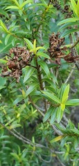 Veronica subfulvida