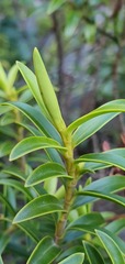 Veronica subfulvida