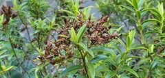 Veronica subfulvida
