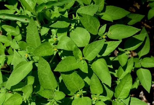 Eleutheranthera ruderalis iNat (3)