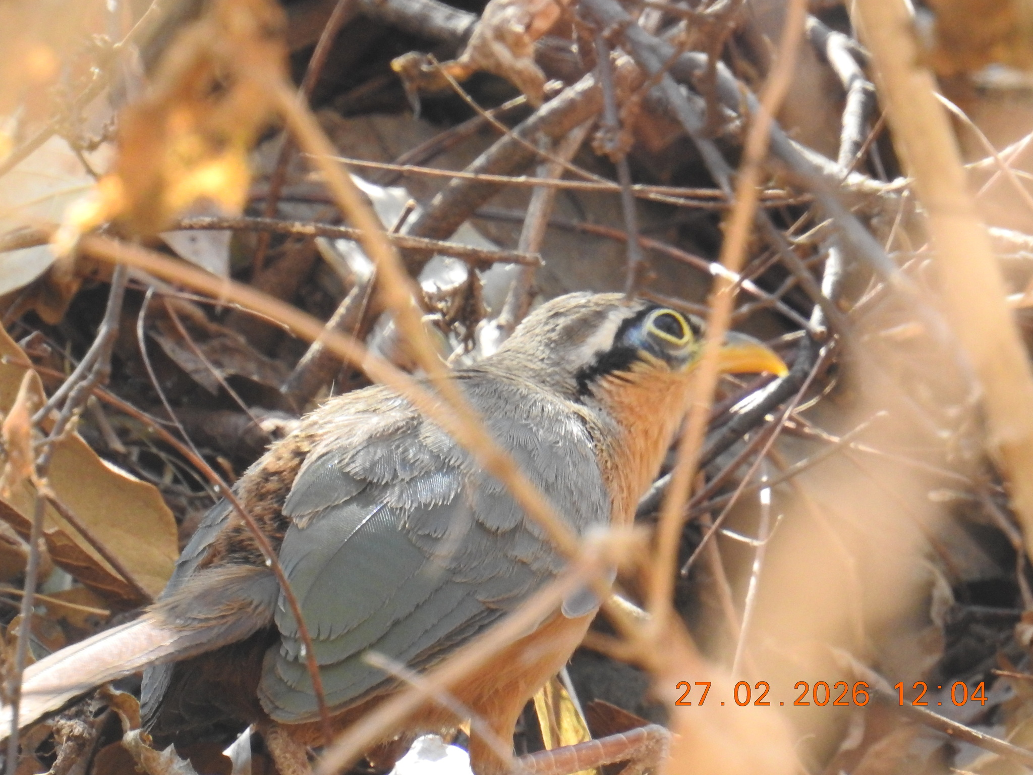 Lesser Ground Cuckoo (Morococcyx erythropygus), photo 2