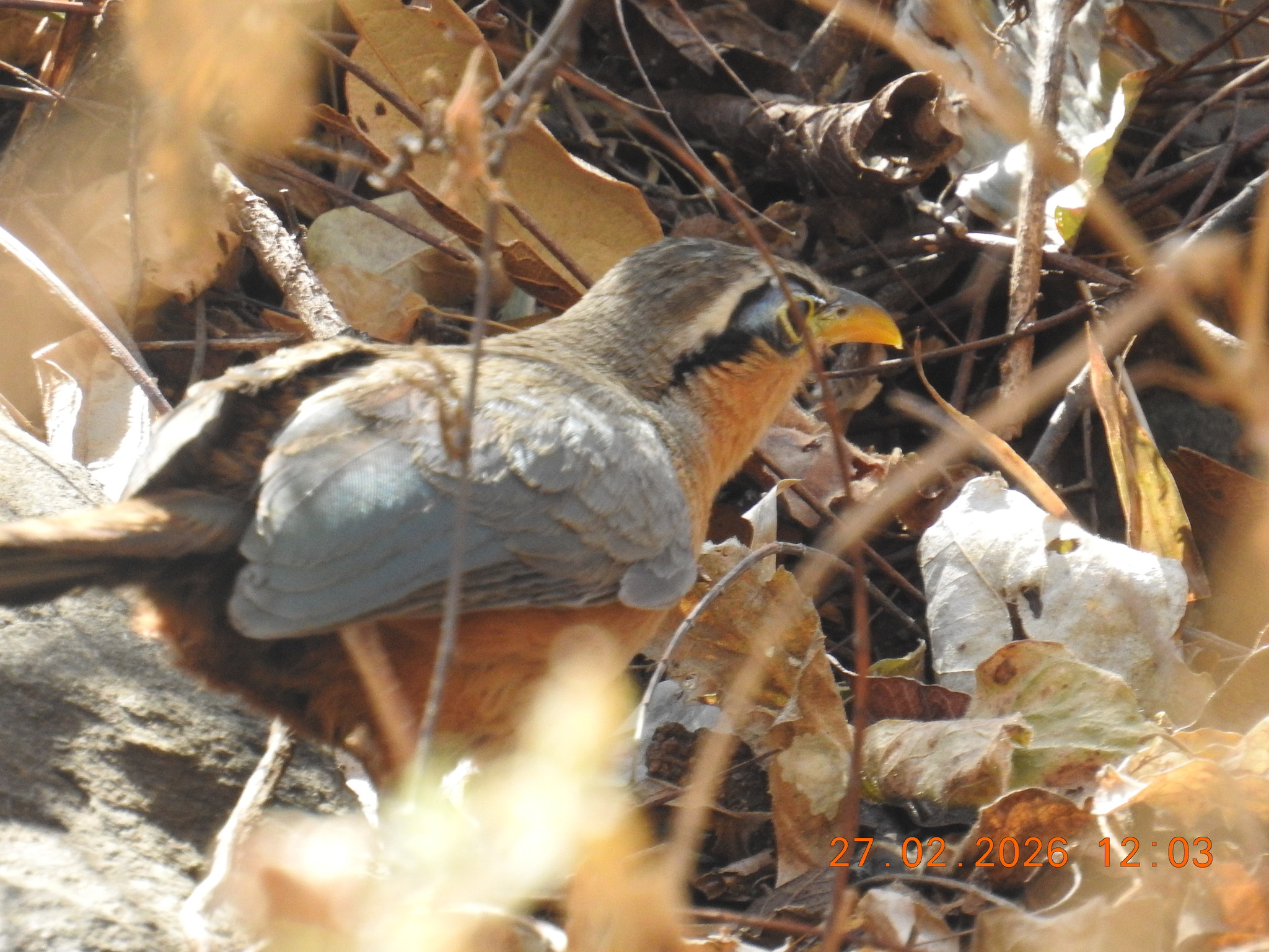 Lesser Ground Cuckoo (Morococcyx erythropygus), photo 3