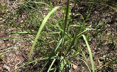 Capillipedium spicigerum