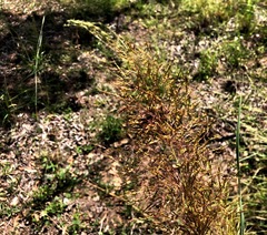 Capillipedium spicigerum