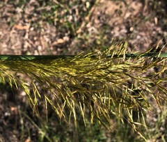 Capillipedium spicigerum