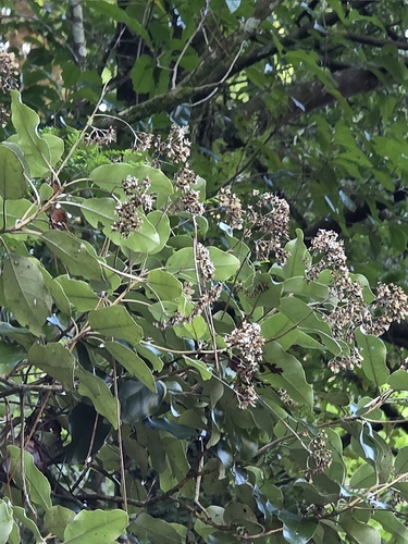 Akepiro (Olearia furfuracea)