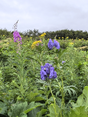 Aconitum maximum iNat (1)
