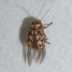 Cryptocephalus atrofasciatus