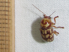 Cryptocephalus atrofasciatus