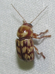 Cryptocephalus atrofasciatus