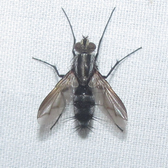 Vanderwulpia sequens