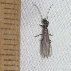 Oligotoma saundersii