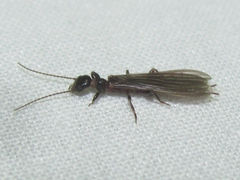 Oligotoma saundersii