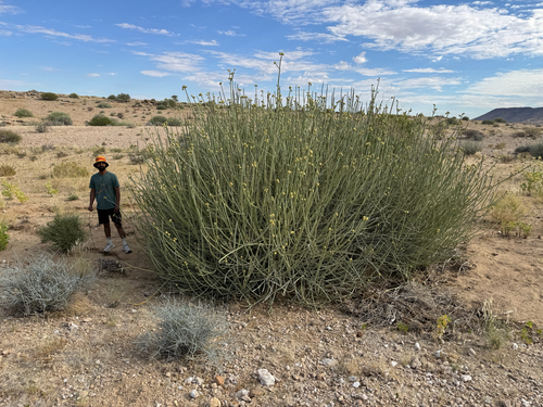 Damara Milkbush (Euphorbia damarana)