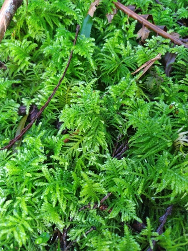 Oregon Beaked Moss (Kindbergia oregana)