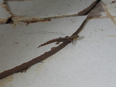 Sphaerodactylus