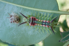 Doratifera quadriguttata