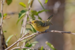 Vireo pallens