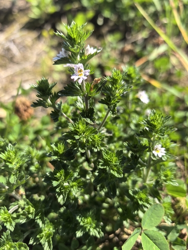 Euphrasia maximowiczii iNat (1)
