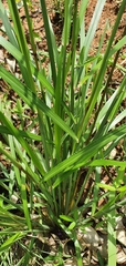 Digitaria ramularis