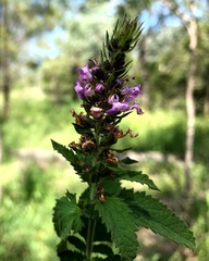 Teucrium argutum
