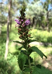 Teucrium argutum