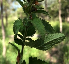 Teucrium argutum
