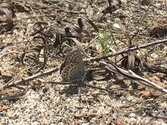 Plebejus melissa paradoxa