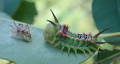 Doratifera quadriguttata