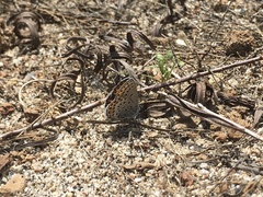 Plebejus melissa paradoxa