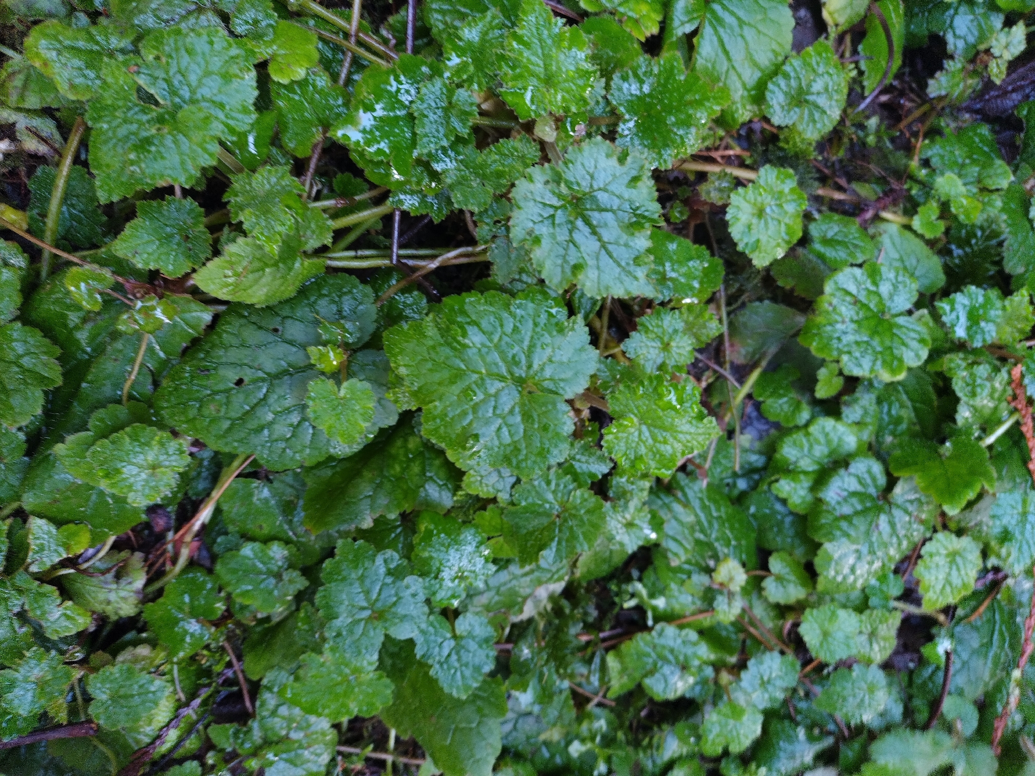 Youth On Age (Tolmiea menziesii)