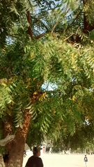 Azadirachta indica