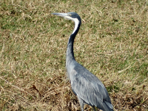 iNaturalist: (c) niff82, some rights reserved (CC BY-NC) iNaturalist image